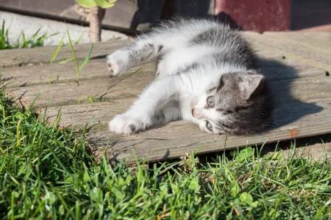 Liying cat Stock Photos