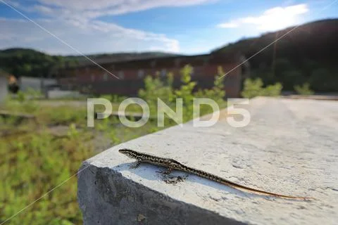 Lizaard Stock Photos