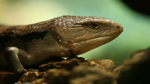 Lizard 01 Stock Footage 494992