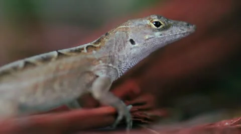 Lizard 01 Stockbeeldmateriaal 11079373