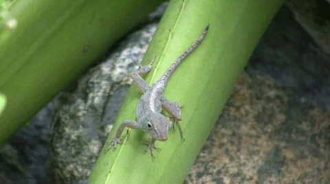 Lizard 01 (High Definition) Video stock 359777