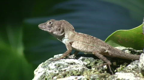 Lizard 04 (High Definition) Video stock 359779