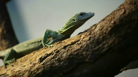 Lizard 05 Stock Footage 495221
