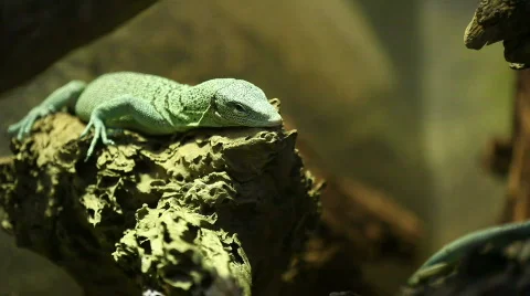 Lizard 06 Stock Footage 494993