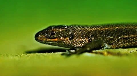 Lizard 1 Stock Footage 12324790