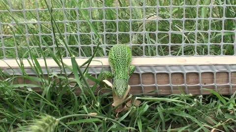 Lizard (1) Stock Footage 23944156