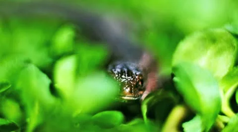 Lizard 2 Stock Footage 12324943