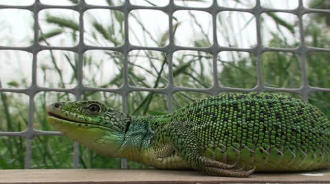 Lizard (2) 動画素材 23938818