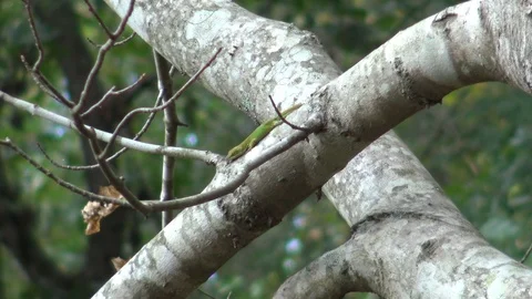 Lizard 2 Stock Footage 96258083