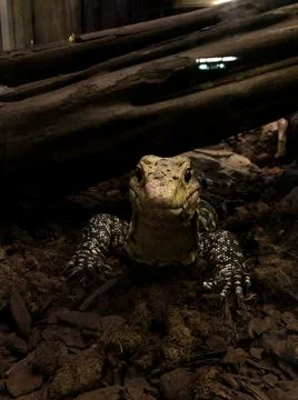 Lizard 2 写真素材