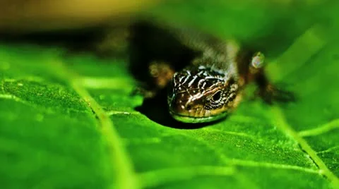 Lizard 3 Stock Footage 12324792