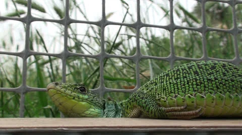 Lizard (3) Stock Footage 23935498