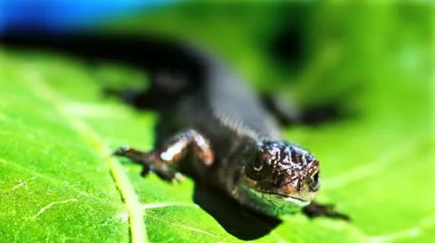 Lizard 4 Stock Footage 12324787