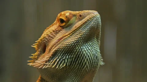Lizard 4k Video stock 50866123