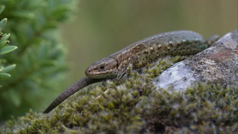 Lizard 4k Stock Footage 203815216