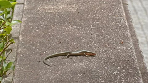 Lizard absorbing sun on concrete. Stock Footage 133394253