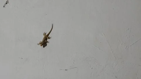 Lizard activity on the wall Stock Footage 274771971