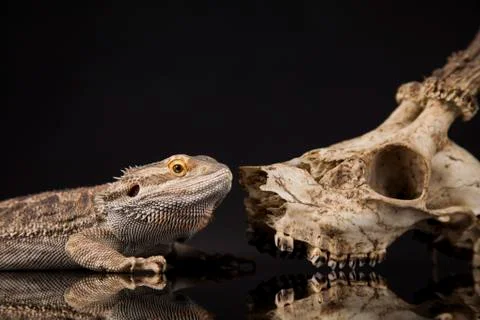 Lizard, Agama, Antlers, dragon and skull Free Stock Photos