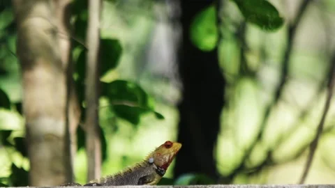 Lizard agama looks Stock Footage 94168122