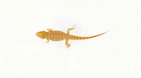 Lizard (agama ) running over white, funny traffic concept Stock Footage