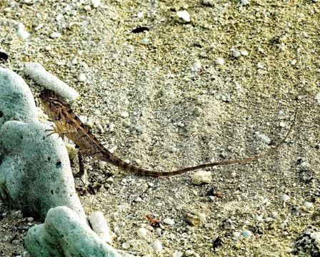 Lizard Agama on Stone Stock Photos