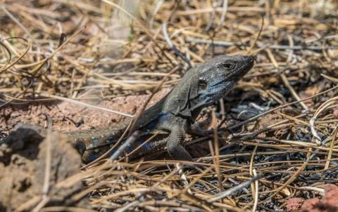 Lizard in alert Stock Photos