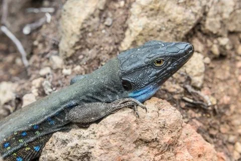 Lizard in alert Stock Photos