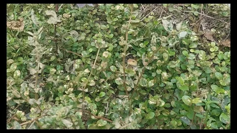 Lizard among the Leaves 스톡 동영상 292244143