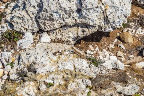 Lizard among the rocks Stock Photos