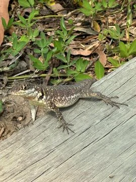 Lizard among the vegetation Stock Photos