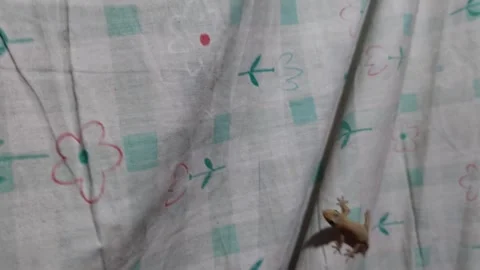 A lizard with an amputated tail chases a moth Stock Footage 270062546