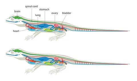 Lizard anatomy Stock Illustration