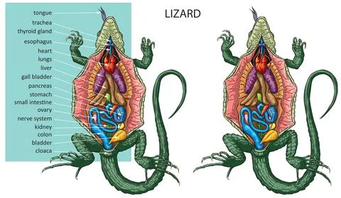 Lizard anatomy Stock Illustration