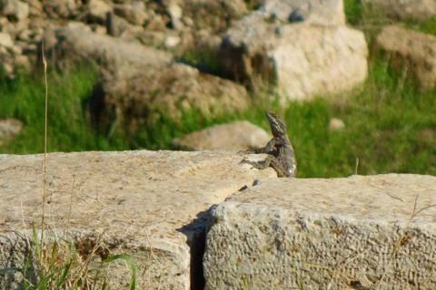 Lizard at the Ancient Jerash, Jordan, Middle East Stock Photos