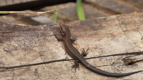 Lizard and ant. Close-up. Top view. Видео 146270933