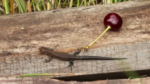 Lizard and cherry. Close-up. Top view. Видео 146270142
