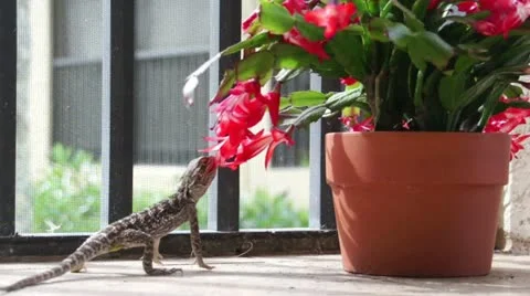 Lizard and Flower Vidéo 16217309
