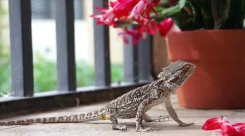 Lizard and Flower Vidéo 16284921