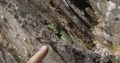 The lizard and the human finger, 4K slomo Stock Footage 194028926