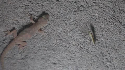 A Lizard and an insect on Concrete Surface Stock Footage 311723569