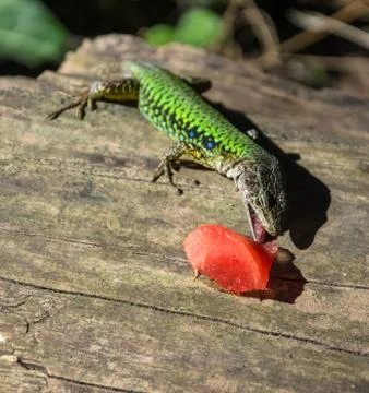 A lizard and a piece of watermelon. Stock Photos