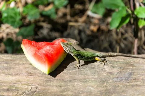 A lizard and a piece of watermelon. Stock Photos