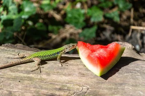 A lizard and a piece of watermelon. Stock Photos