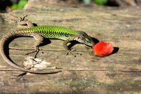 A lizard and a piece of watermelon. Stock Photos
