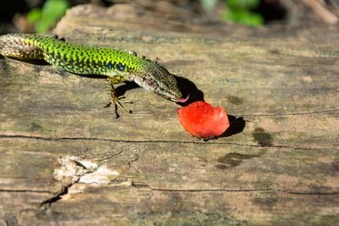 A lizard and a piece of watermelon. Stock Photos