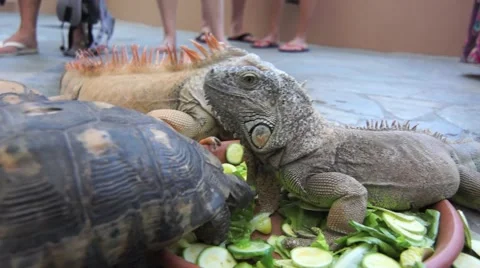 Lizard and turtles eating vegetables- tourists attraction Stock Footage 60177971