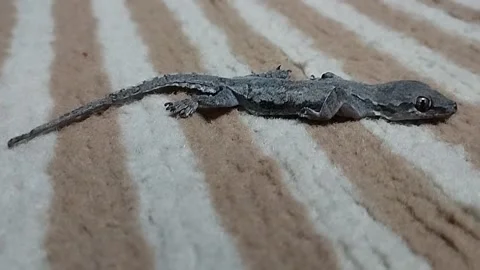 The lizard animal is on the carpet Stock Footage 225214102