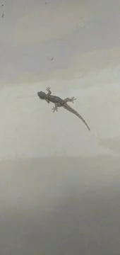 Lizard Animal Stock Photos