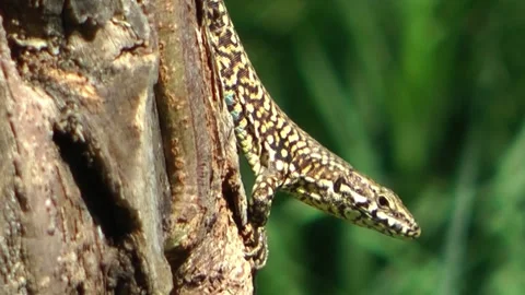Lizard with an ant. Stock Footage 152930333