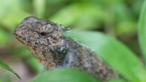 Lizard anterior part Stock Footage 94385420